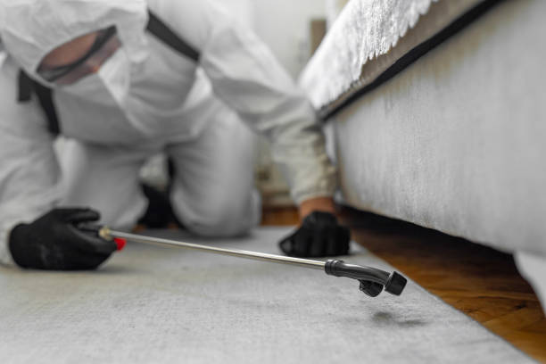 Professional Bed Bug Control technician working in Sandy Oaks, TX